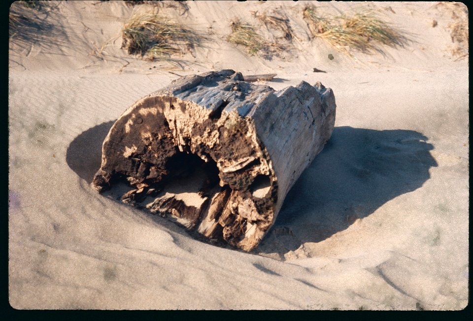 Driftwood 1975